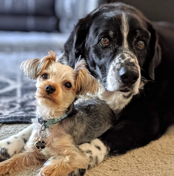 Meet your Posher, Nicole - Picture 1 of 1